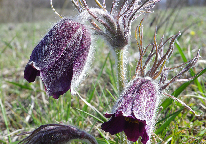  лучний (Pulsatilla pratensis (L.) Mill. s.l.)